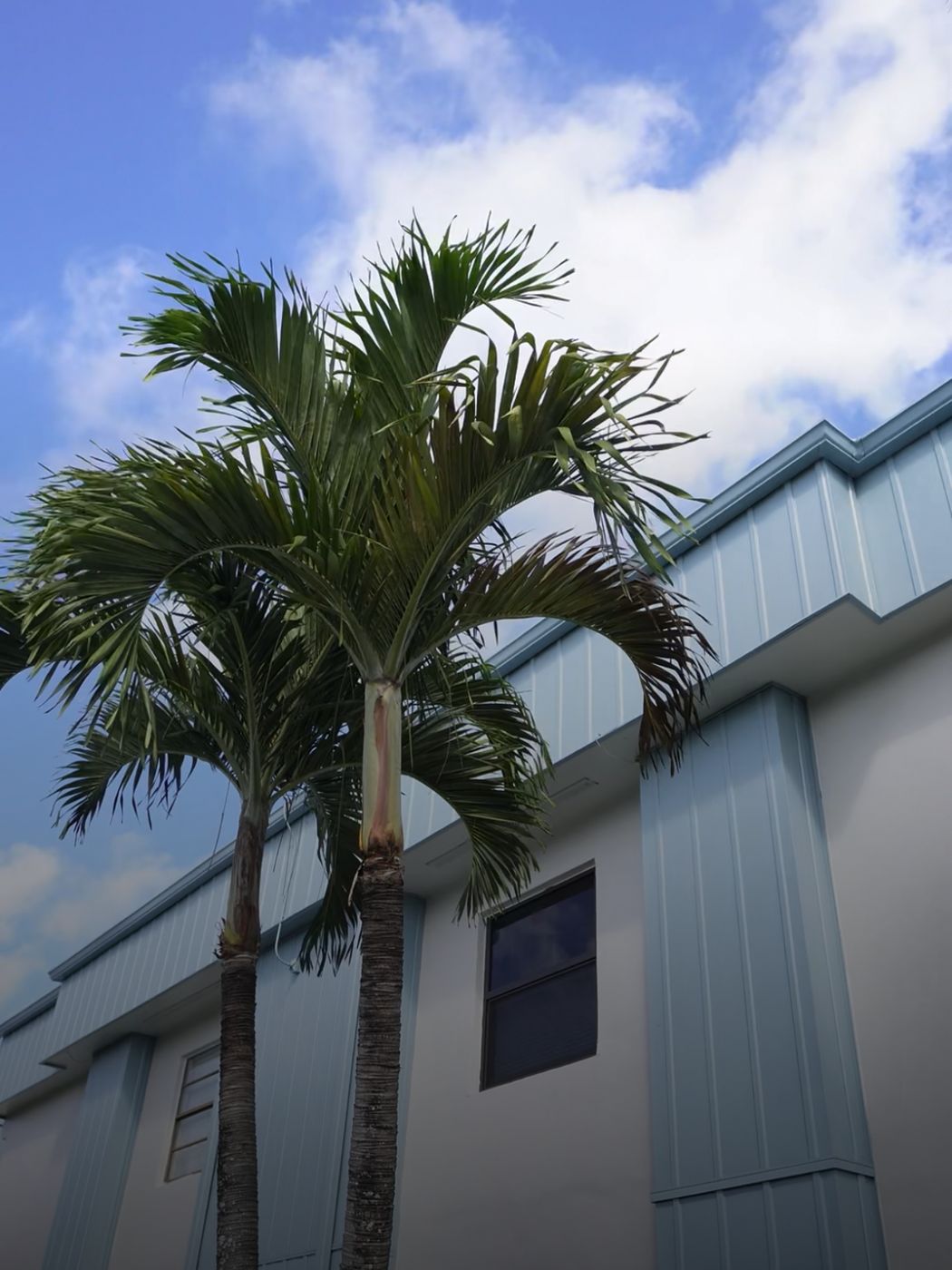 Palm tree care at commercial property